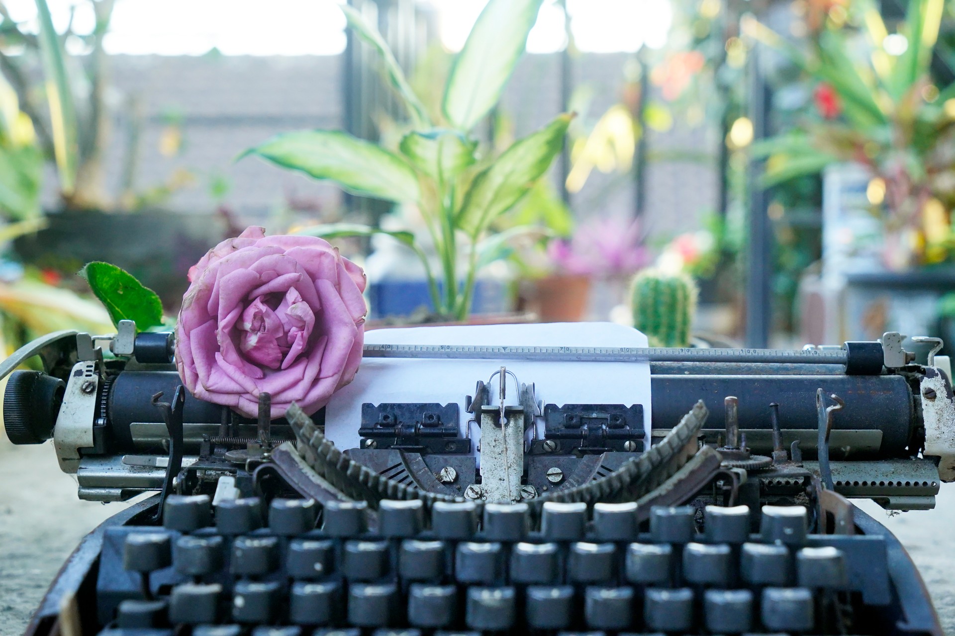 Close up of a typewriter with a rose.